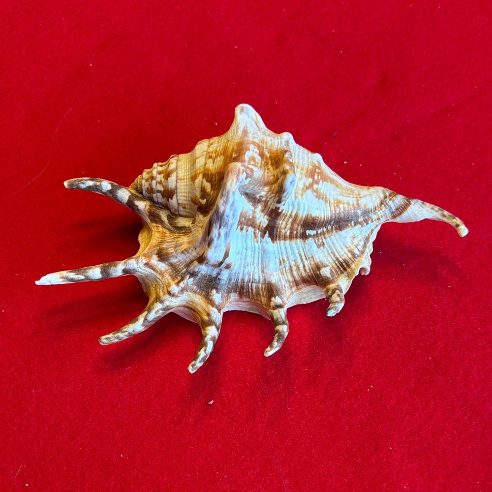 Spider Conch Shell